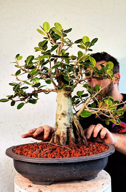 Ficus Microcarpa - 15 inch Plastic Bonsai Pot