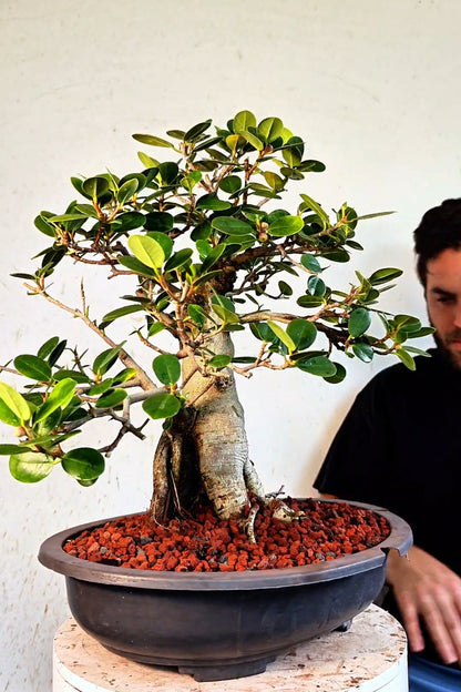 Ficus Microcarpa - 15 inch Plastic Bonsai Pot