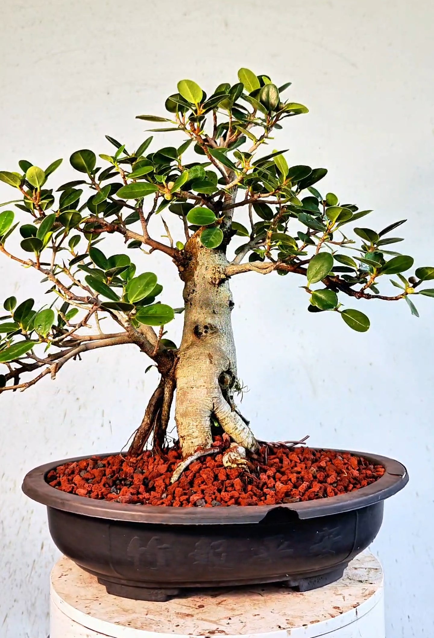 Ficus Microcarpa - 15 inch Plastic Bonsai Pot