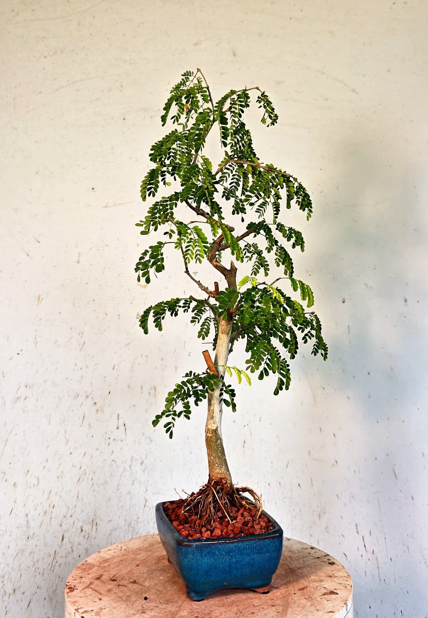 Thornless Flowering Brazilian Rain Tree - 6 Inch Glazed Bonsai Pot