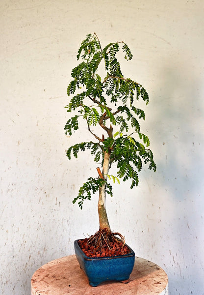 Thornless Flowering Brazilian Rain Tree - 6 Inch Glazed Bonsai Pot