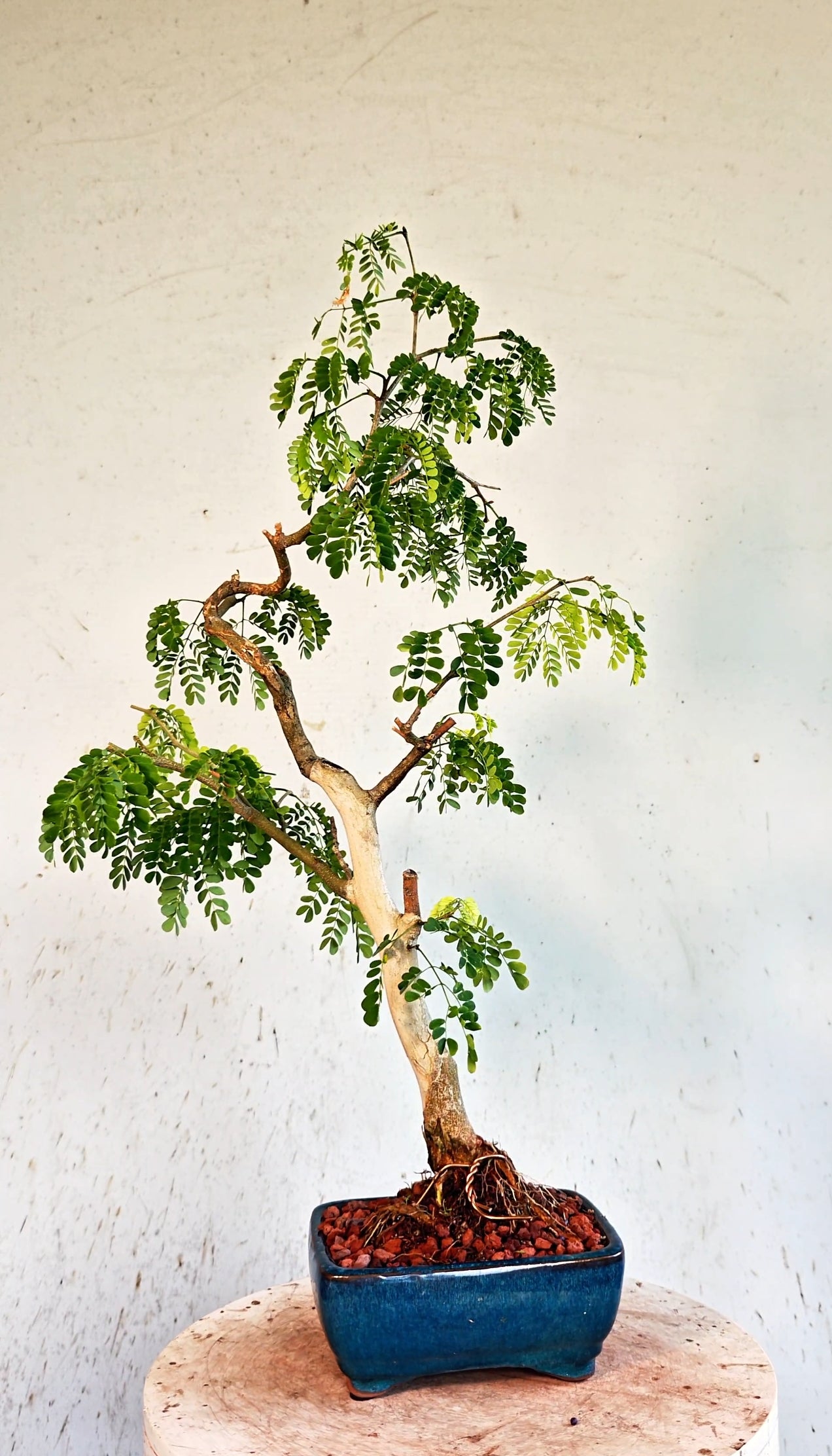 Thornless Flowering Brazilian Rain Tree - 6 Inch Glazed Bonsai Pot