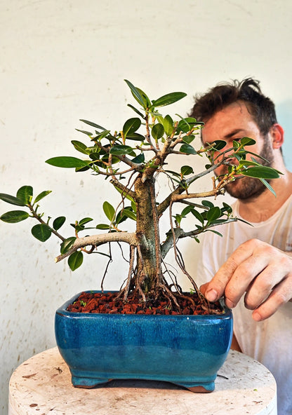 Ficus Microcarpa - 6 inch Glazed Bonsai Pot