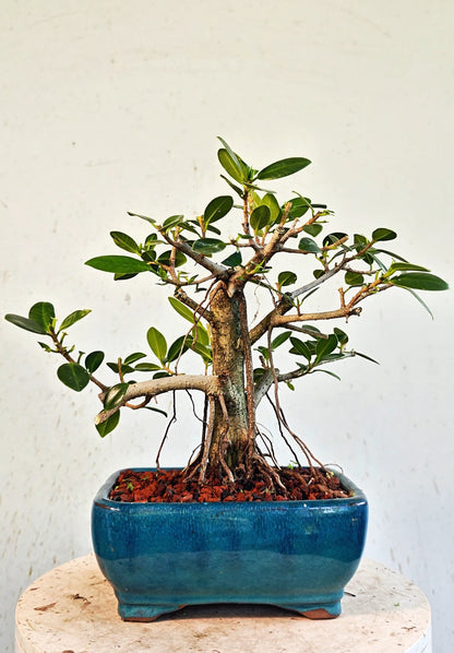 Ficus Microcarpa - 6 inch Glazed Bonsai Pot