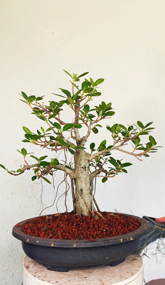 Ficus Microcarpa - 15 inch Plastic Bonsai Pot