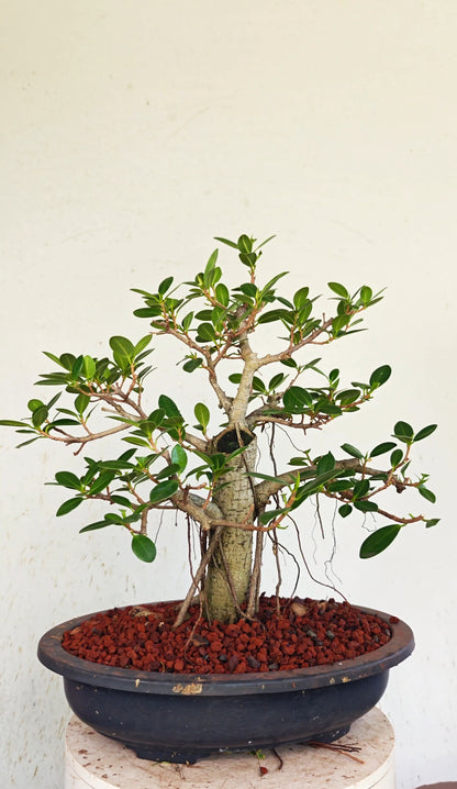 Ficus Microcarpa - 15 inch Plastic Bonsai Pot