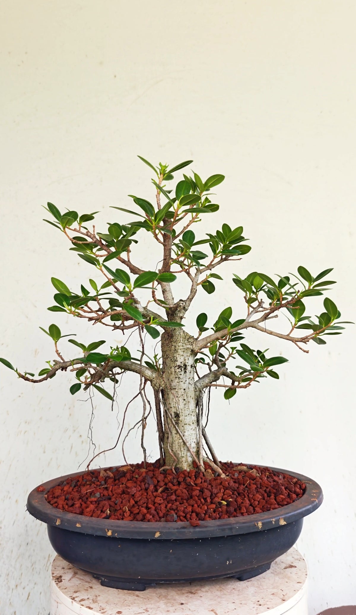 Ficus Microcarpa - 15 inch Plastic Bonsai Pot