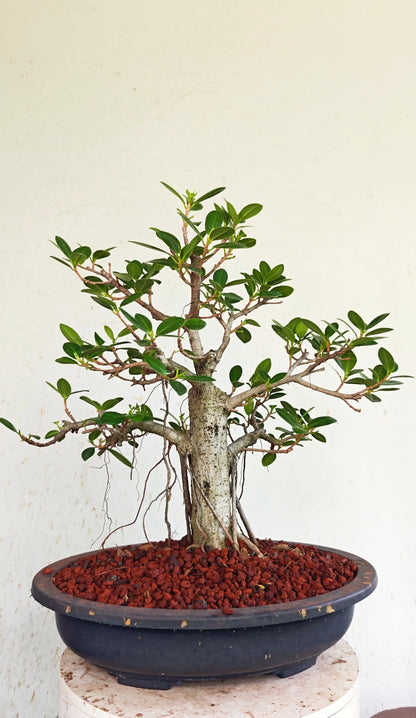 Ficus Microcarpa - 15 inch Plastic Bonsai Pot