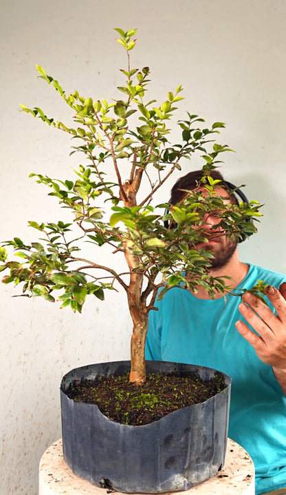 Jaboticaba - 8 Inch Nursery Container