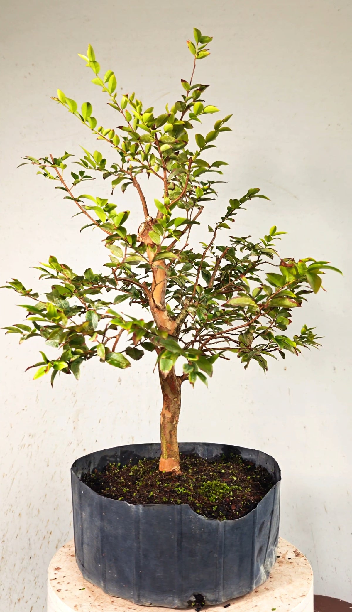 Jaboticaba - 8 Inch Nursery Container