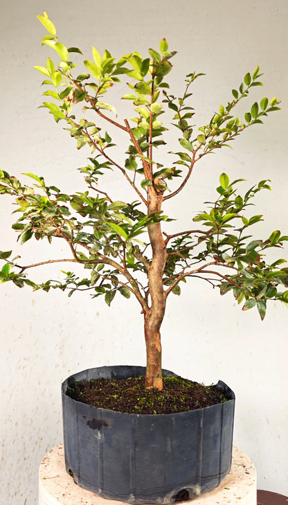Jaboticaba - 8 Inch Nursery Container