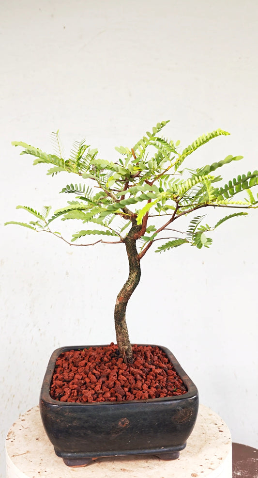 Tamarind Bonsai - 10 Inch Glazed Bonsai Pot