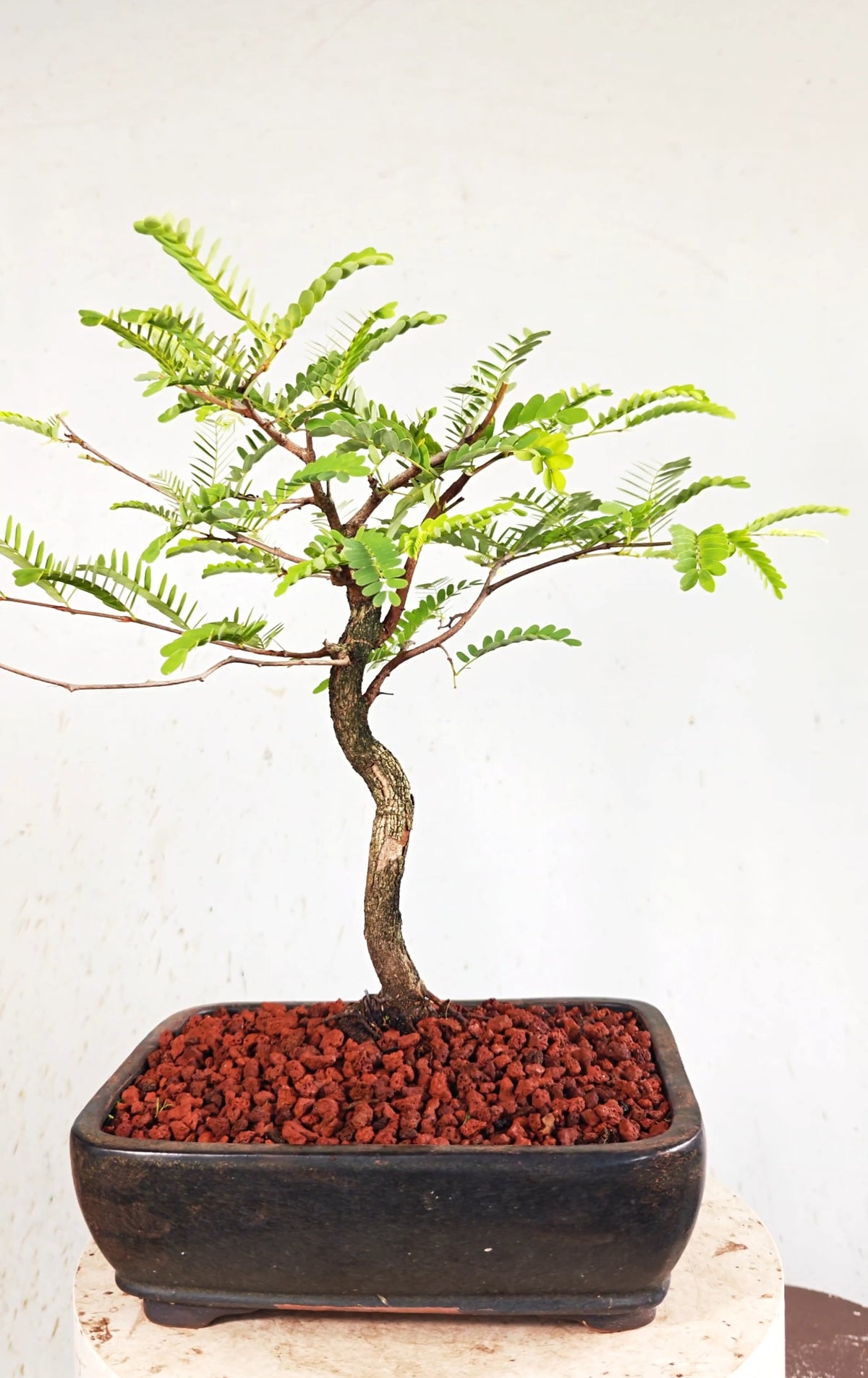 Tamarind Bonsai - 10 Inch Glazed Bonsai Pot