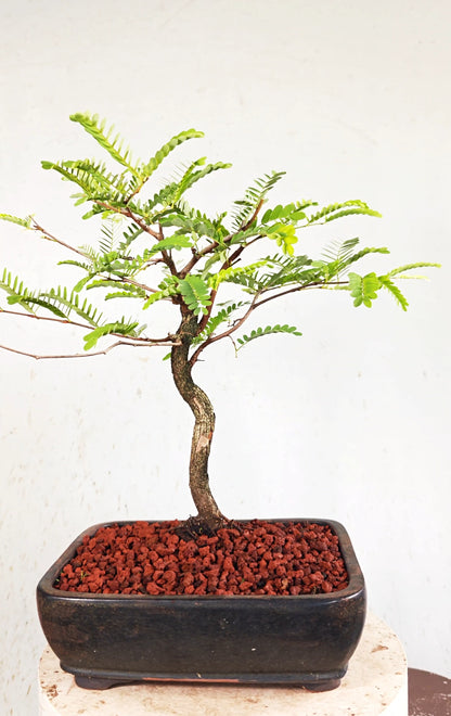Tamarind Bonsai - 10 Inch Glazed Bonsai Pot