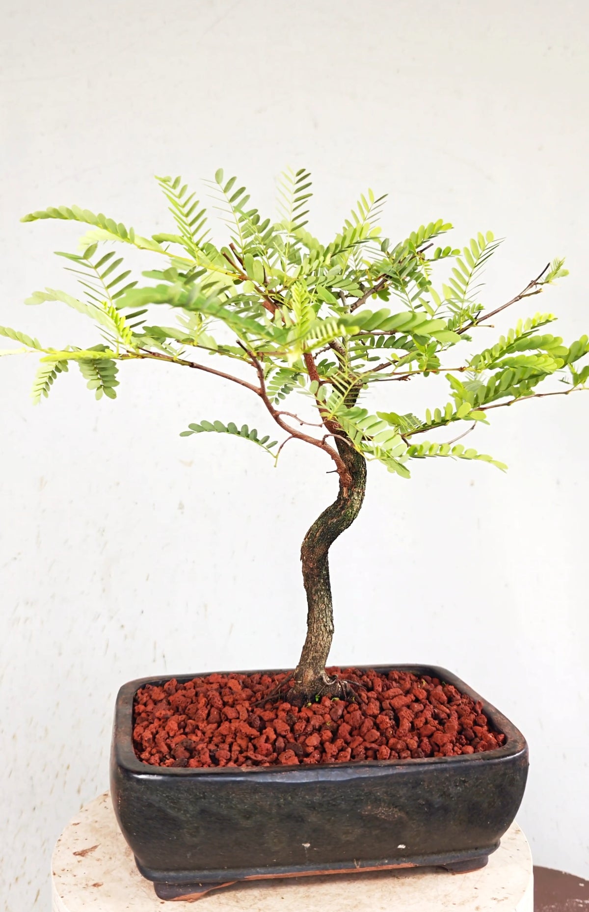 Tamarind Bonsai - 10 Inch Glazed Bonsai Pot