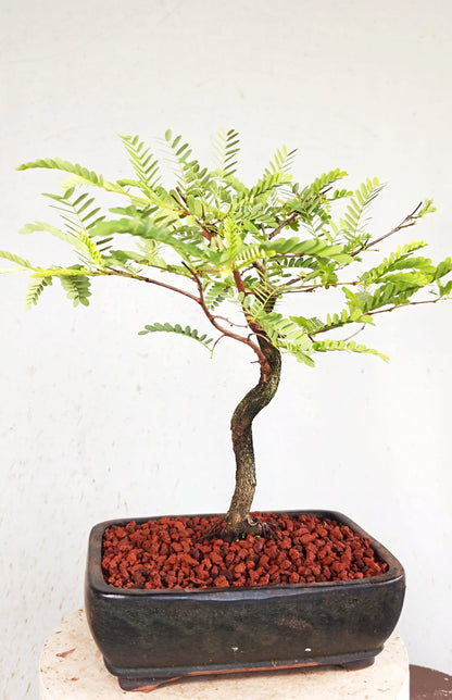 Tamarind Bonsai - 10 Inch Glazed Bonsai Pot