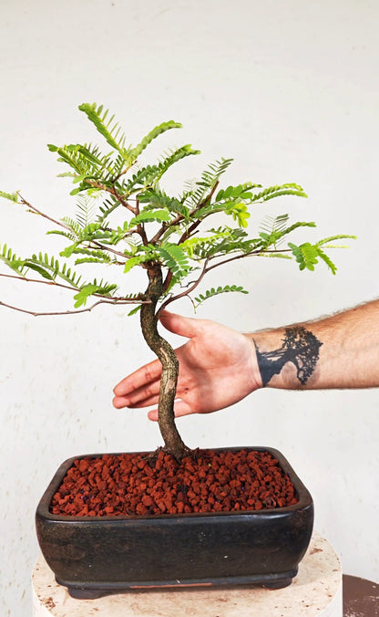 Tamarind Bonsai - 10 Inch Glazed Bonsai Pot