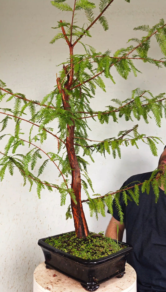 Bald Cypress Bonsai - 10 inch glazed rectangle