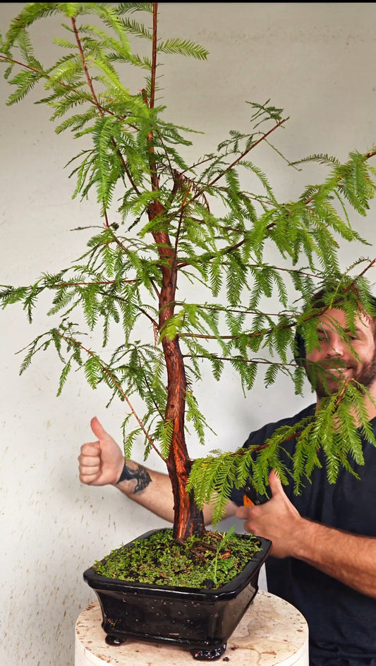 Bald Cypress Bonsai - 10 inch glazed rectangle