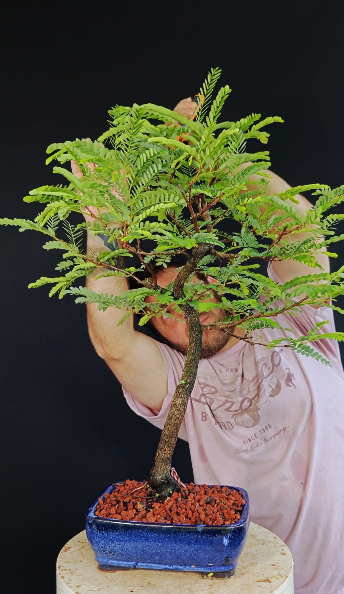 Tamarind Specimen Bonsai - 8 Inch Glazed Bonsai Pot