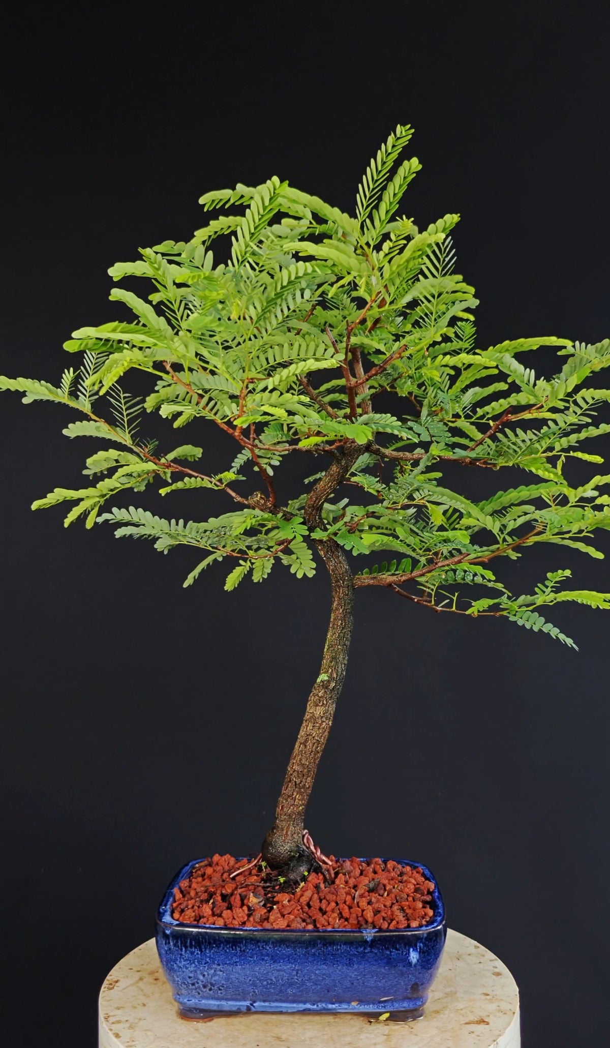 Tamarind Specimen Bonsai - 8 Inch Glazed Bonsai Pot