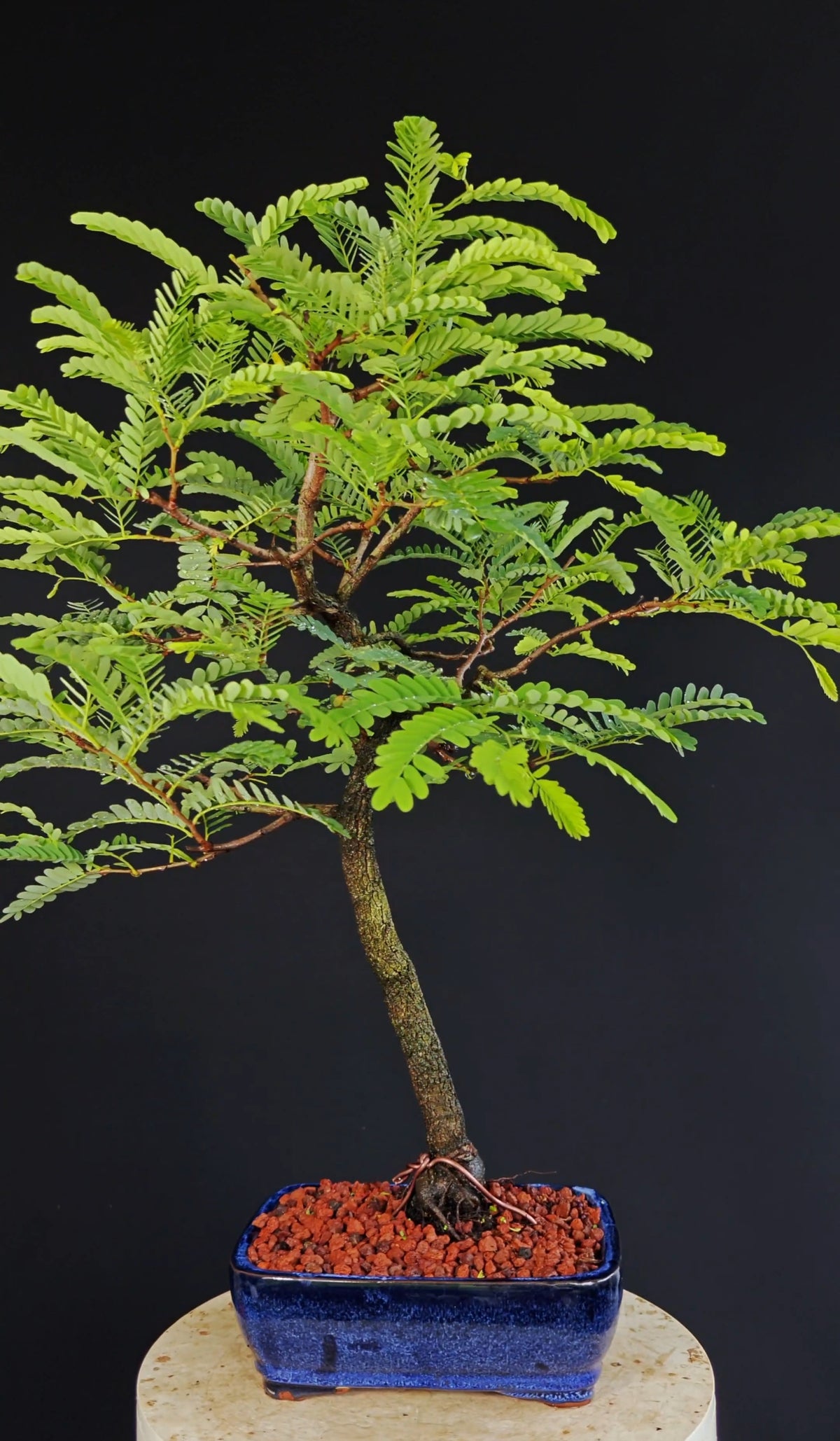 Tamarind Specimen Bonsai - 8 Inch Glazed Bonsai Pot