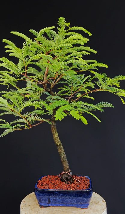 Tamarind Specimen Bonsai - 8 Inch Glazed Bonsai Pot