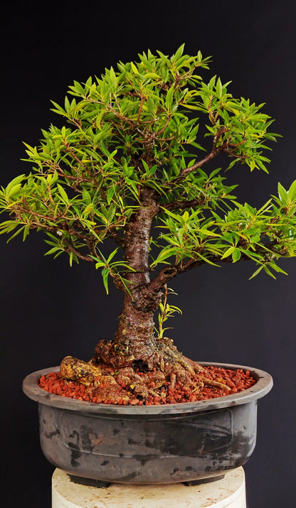 Willow Leaf Ficus Bonsai - 17 inch plastic bonsai pot