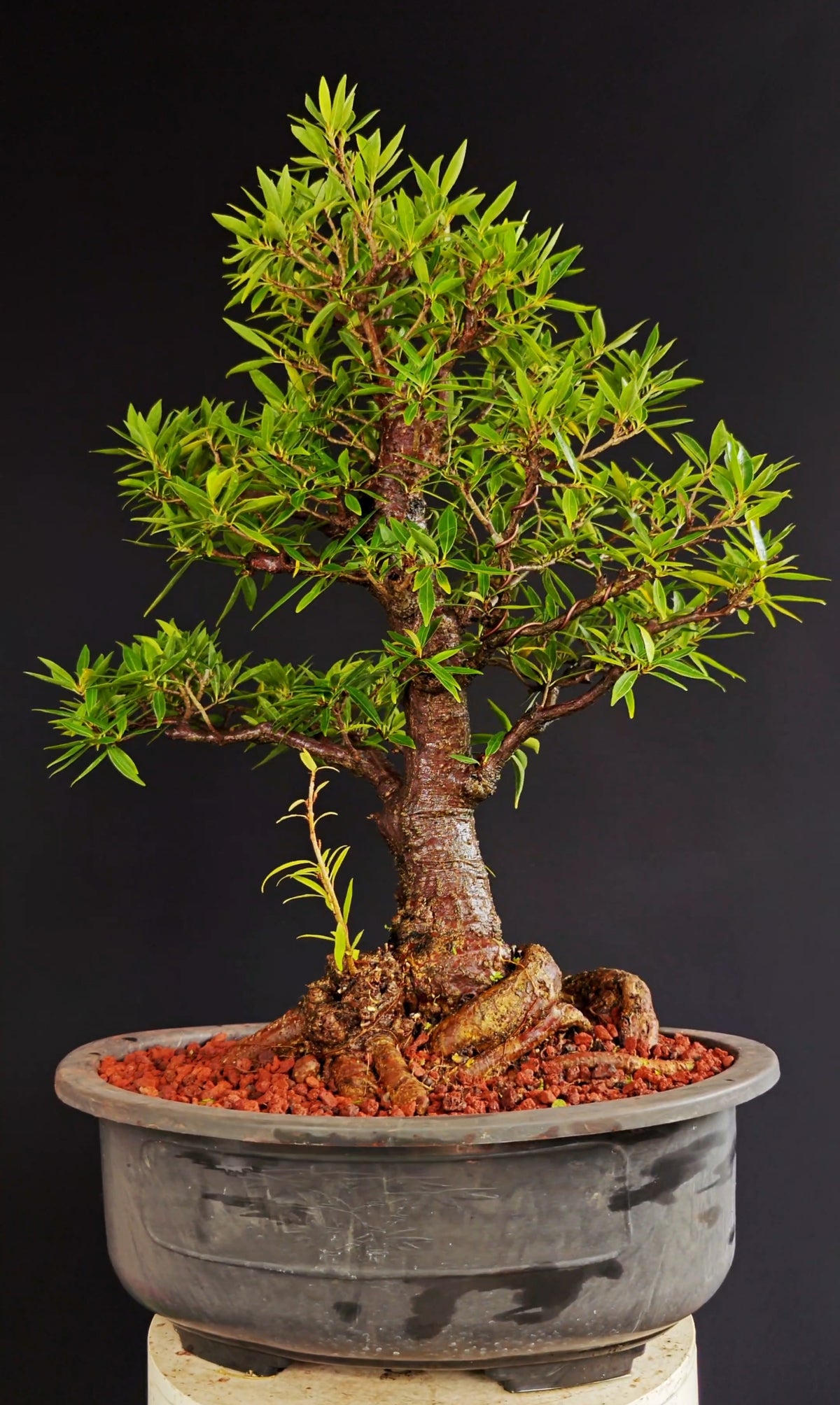 Willow Leaf Ficus Bonsai - 17 inch plastic bonsai pot