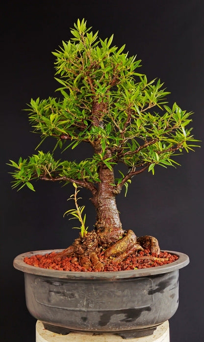 Willow Leaf Ficus Bonsai - 17 inch plastic bonsai pot
