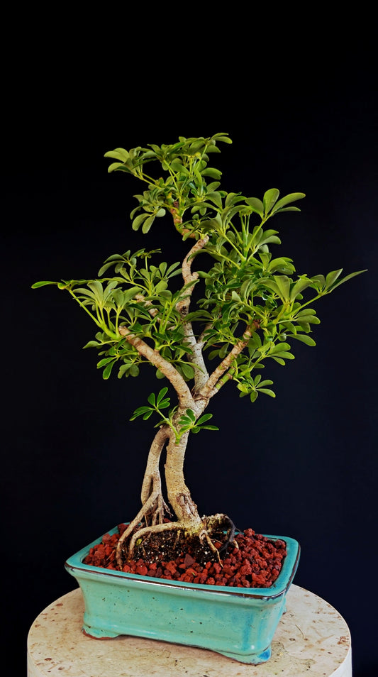 Dwarf Umbrella/Schefflera Bonsai - 8 Inch Glazed Pot