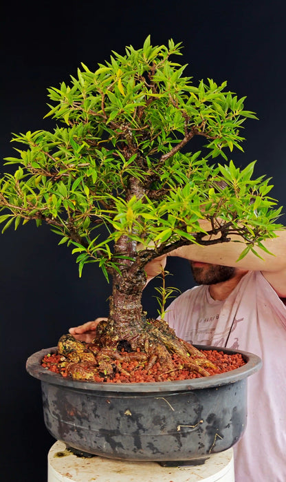 Willow Leaf Ficus Bonsai - 17 inch plastic bonsai pot
