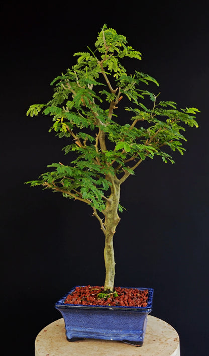Thorny Brazilian Rain Tree Specimen - 8 Inch Glazed Pot