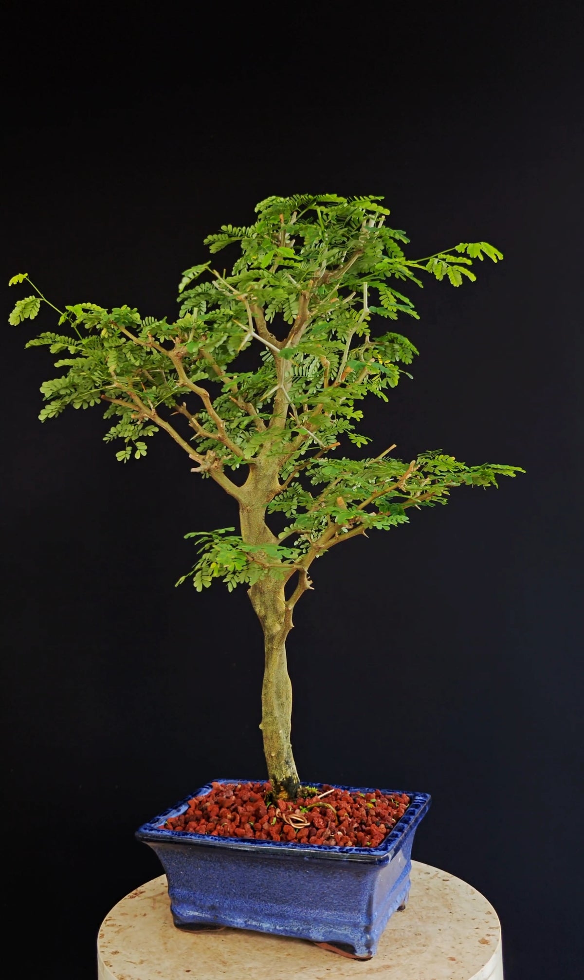 Thorny Brazilian Rain Tree Specimen - 8 Inch Glazed Pot