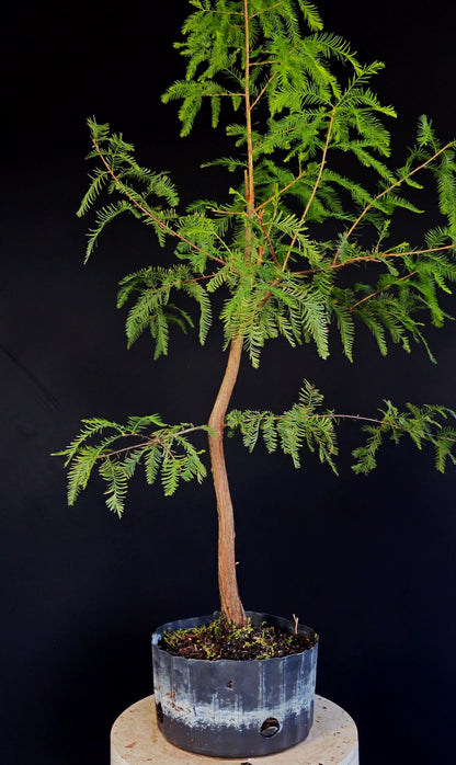 Bald Cypress Bonsai - 8 inch nursery container