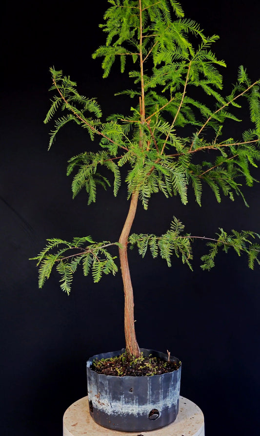 Bald Cypress Bonsai - 8 inch nursery container