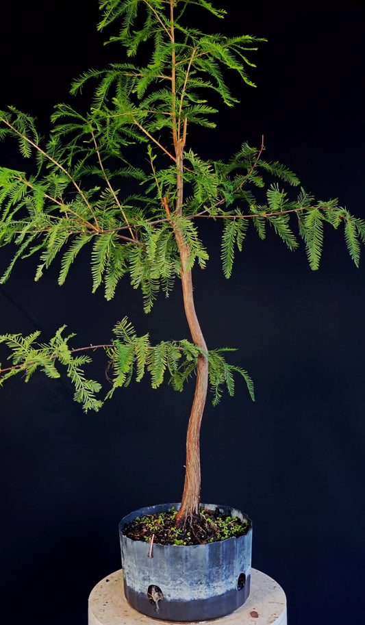 Bald Cypress Bonsai - 8 inch nursery container