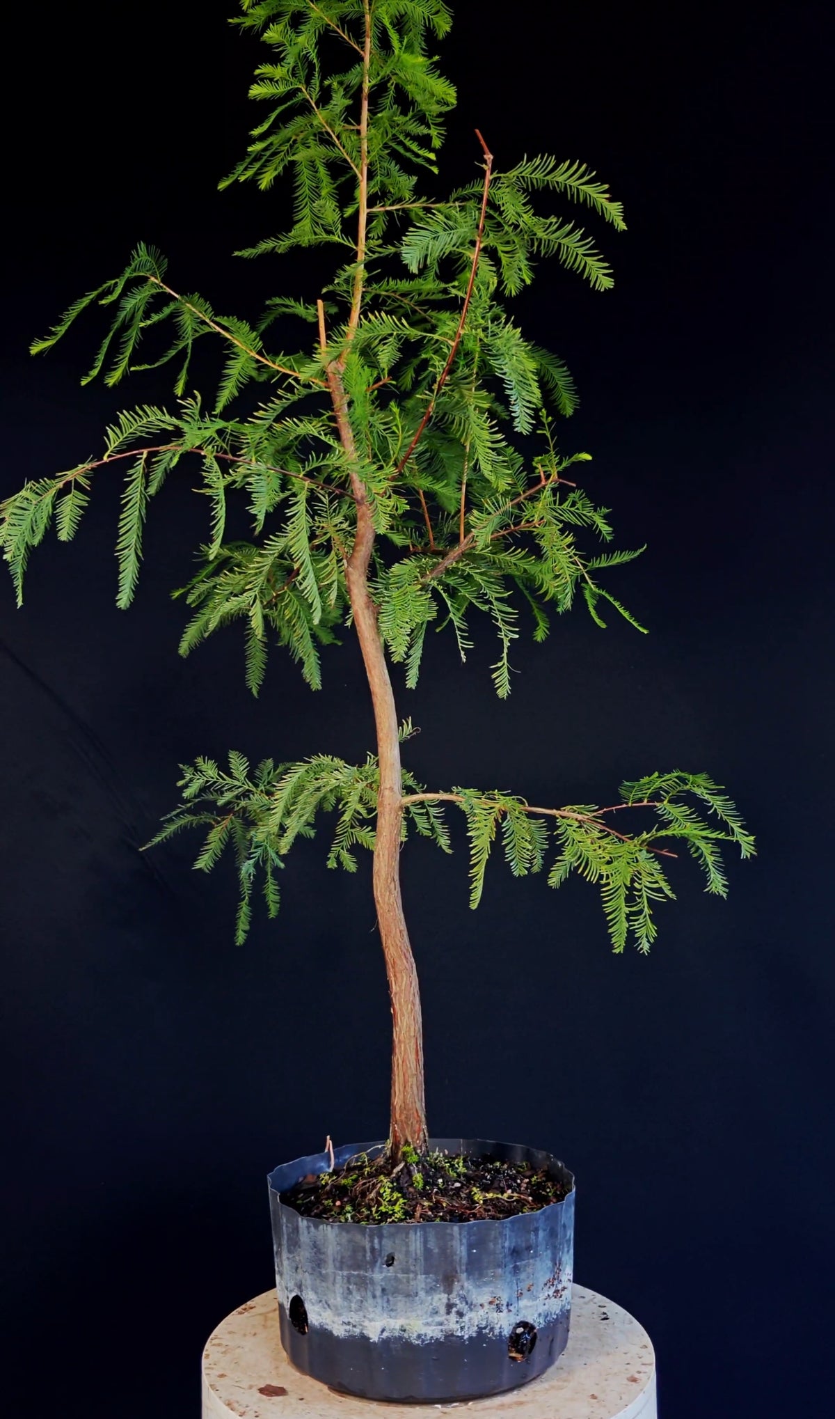 Bald Cypress Bonsai - 8 inch nursery container