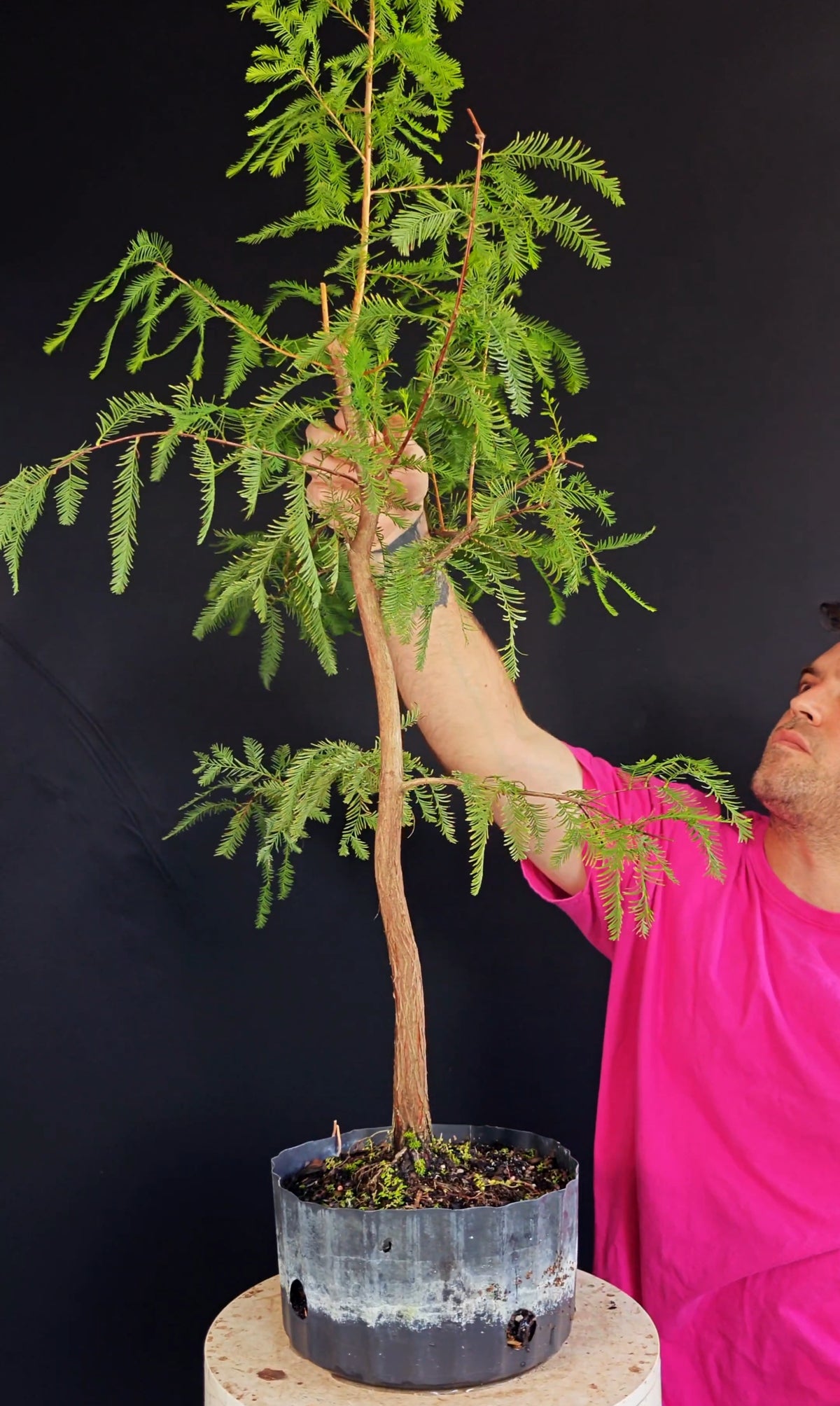 Bald Cypress Bonsai - 8 inch nursery container