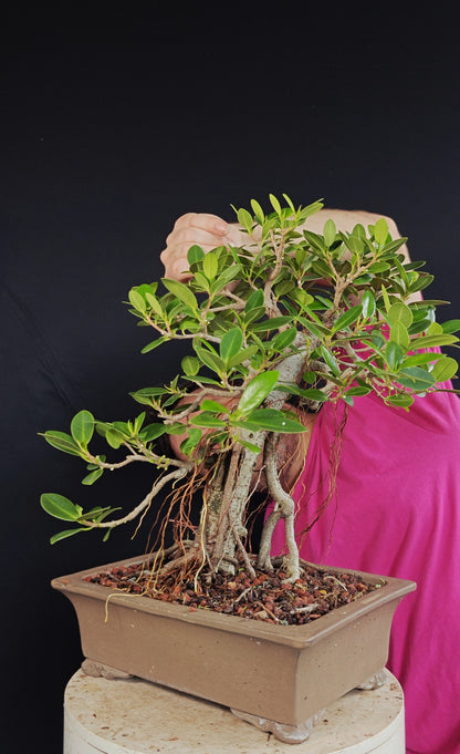 Green Island Ficus - 12 inch Unlazed Rectangle