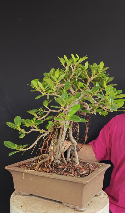 Green Island Ficus - 12 inch Unlazed Rectangle