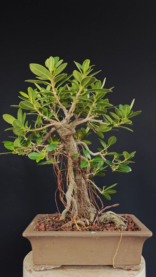 Green Island Ficus - 12 inch Unlazed Rectangle