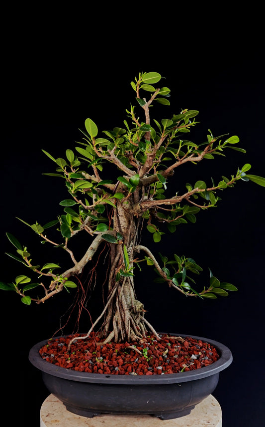 Ficus Microcarpa - 15 Inch Plastic Bosai Pot