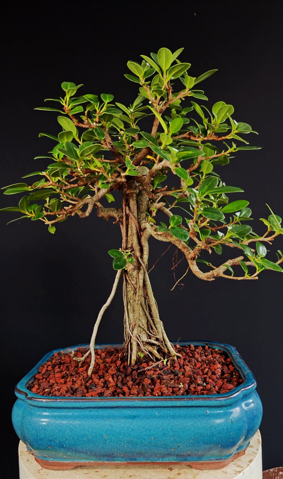 Green Island Ficus - 12 inch Glazed Rectangle