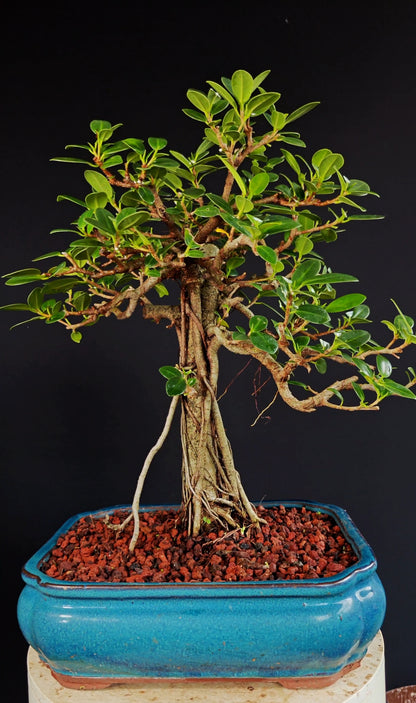 Green Island Ficus - 12 inch Glazed Rectangle