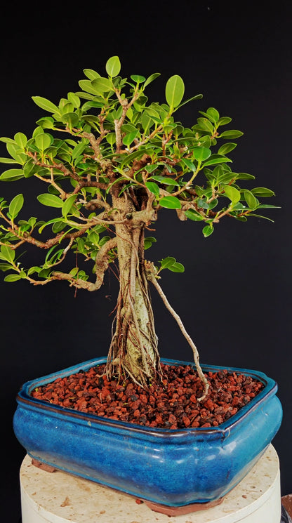 Green Island Ficus - 12 inch Glazed Rectangle