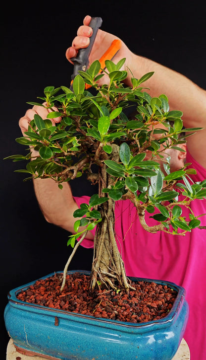 Green Island Ficus - 12 inch Glazed Rectangle