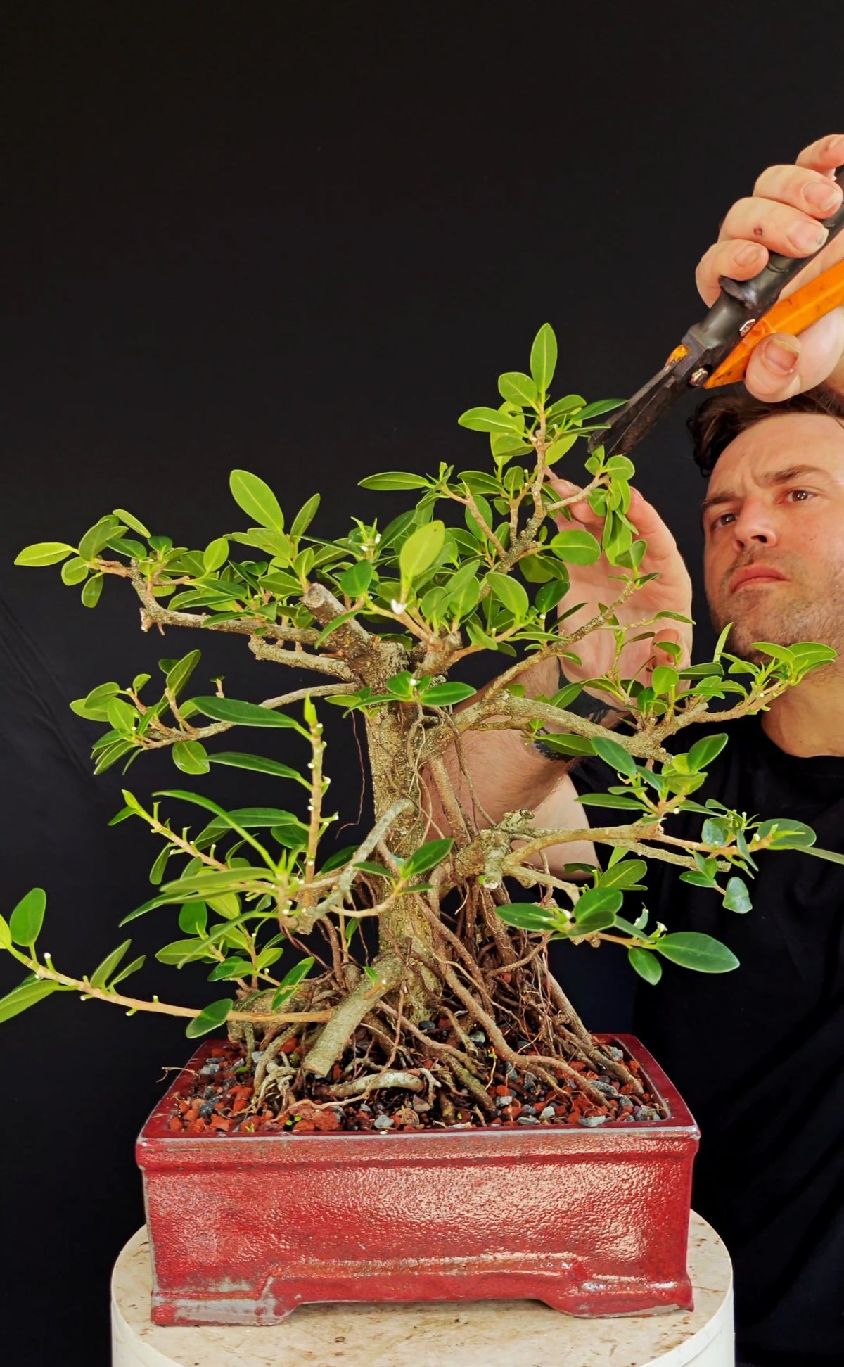 Ficus Microcarpa - 12 inch glazed rectangle