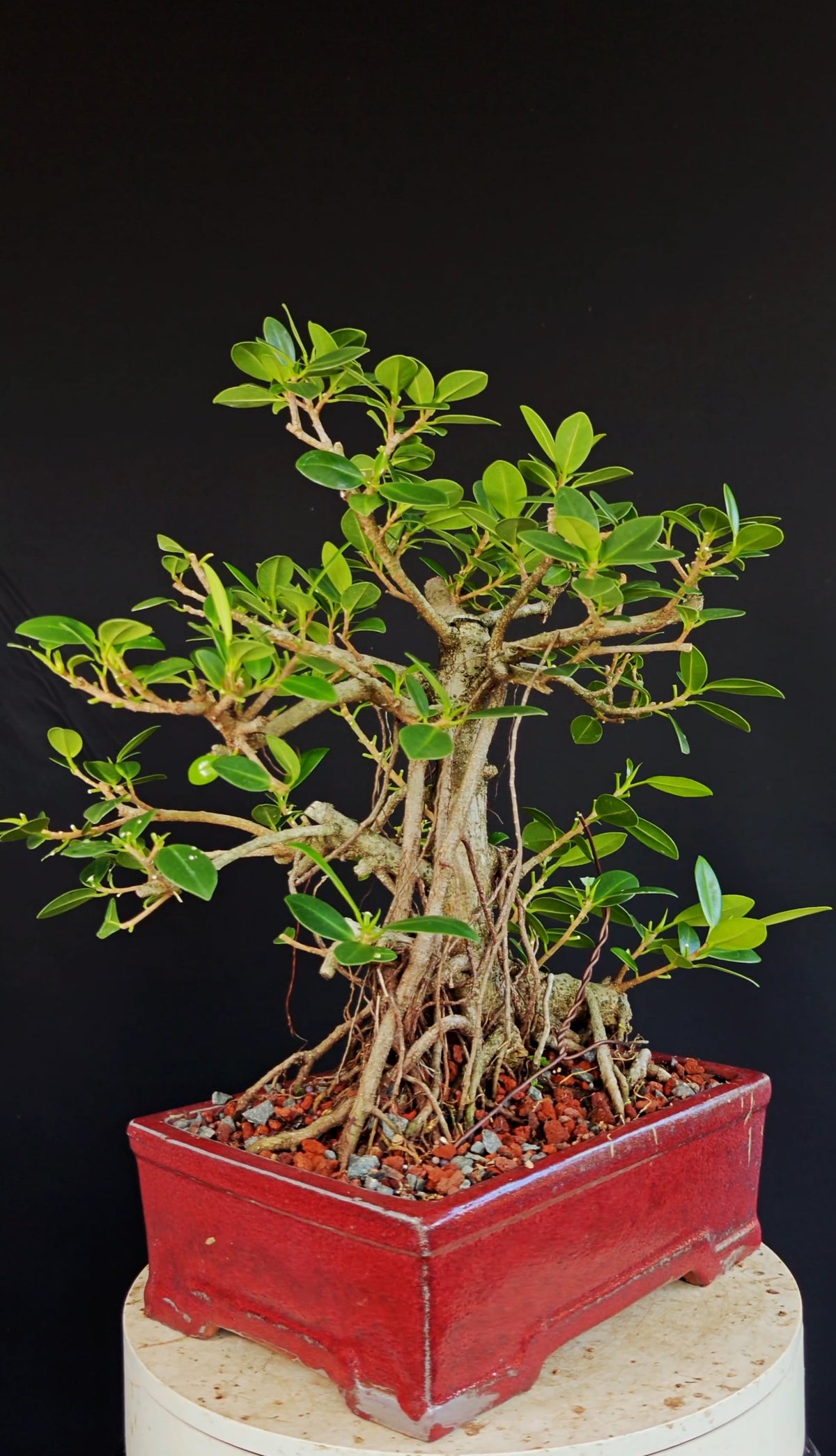 Ficus Microcarpa - 12 inch glazed rectangle