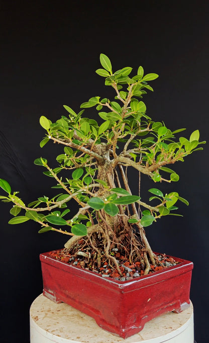 Ficus Microcarpa - 12 inch glazed rectangle